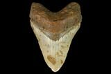 Fossil Megalodon Tooth - North Carolina #124462-1